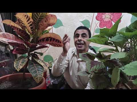 Video: Bugbestande skaduplante – skaduplante wat goggas weghou