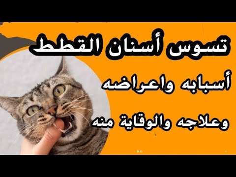 أسباب تسوس أسنان القطط واعراضه وعلاجه والوقاية منه