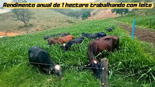 Nossa renda anual trabalhando em 1 hectare