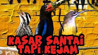 KOMBINASI NILAI TERTINGGI manggil perhatian juri juri  pijantung pisang cekakak dan pelatuk beras