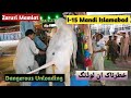 Dangerous Fatehjangi Bulls Unloading || Heavy Unloading || I-15 Mandi Islamabad Heavy Bulls Eid 2023