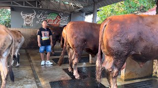 KUMPULAN SAPI KURBAN RAKSASA BETAWI MUDA KELUAR KANDANG ‼