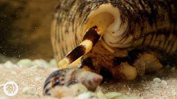 Watch These Cunning Snails Stab and Swallow Fish Whole | Deep Look