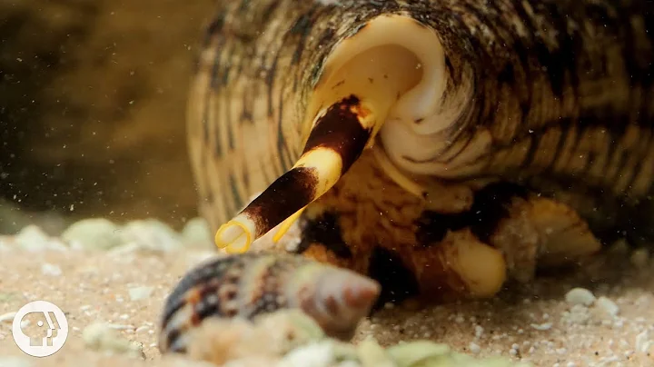 Watch These Cunning Snails Stab and Swallow Fish Whole | Deep Look - DayDayNews