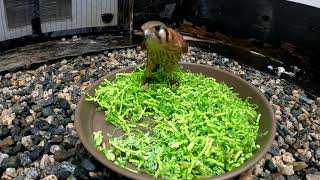 American Kestrel Enrichment by AlaskaRaptorCenter 3,671 views 1 year ago 2 minutes, 33 seconds