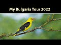 Photographing Golden Orioles in Bulgaria (Bulgarian Bird Photography Tour 2022)