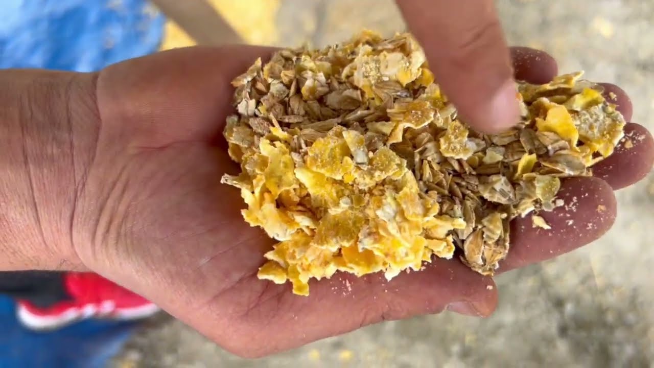 HAYVANLARA YEM HAZIRLIĞI / KAZLARA YENİ YUVA YAPIMI