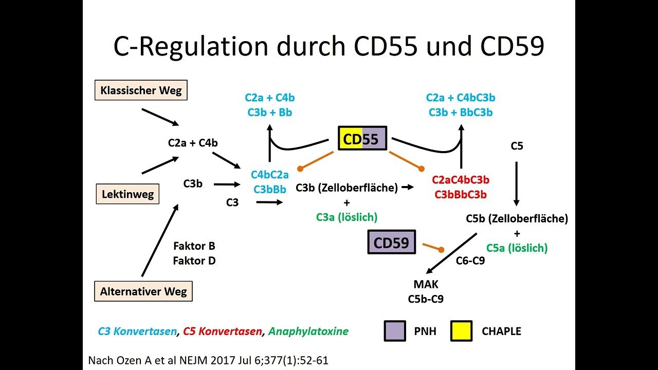 teil-38-defekt-des-komplementrezeptors-cd55-und-chaple-syndrom-youtube