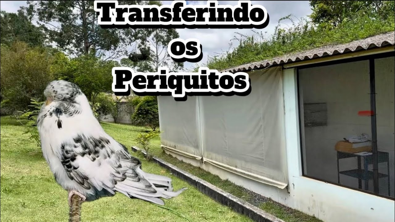 Transferindo os Periquitos 