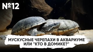 N12. Мускусные черепахи в аквариуме или 