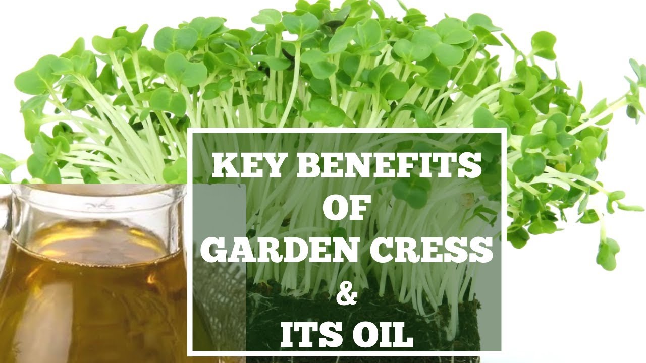 Garden cress: small seed with big benefits - Complete Wellbeing