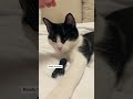 Playful aggression: the tuxedo cat strikes again! #tuxedocat