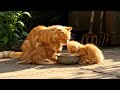 Mamo Cat and Kittens Cooks Big Meals, and eating together