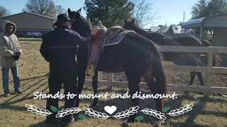 Horse saved from slaughter available for adoption