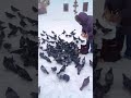 Голуби очень голодные. Pigeons are very hungry.