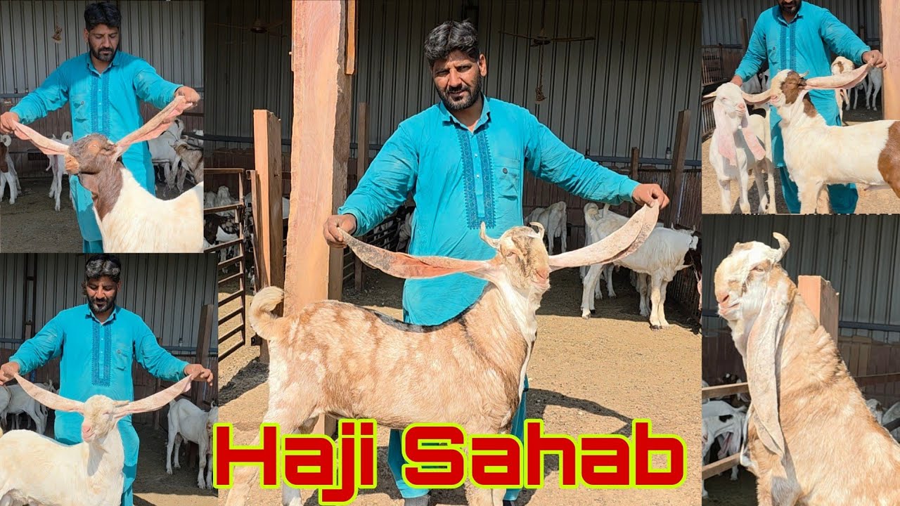 Madni Goat Farm Ki Nasal | Unbelievable Results | High Quality Goats In Pipad Jodhpur Rajasthan. 