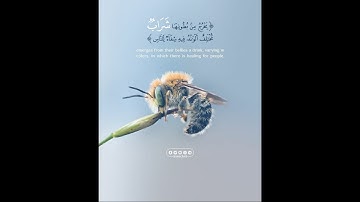 القارئ الشيخ حسن صالح وما كان لرسول