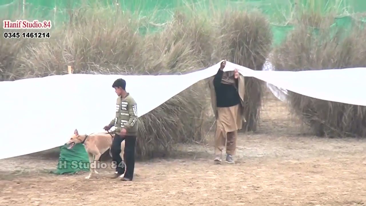 Coursing Race round 1 (26to40)Dors National Coursing club Salum 15Jan 2026