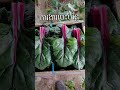 #일본 #farming 📍ការងារបេះបន្លែ🤭