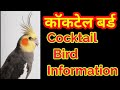 Cocktail Bird Full Information