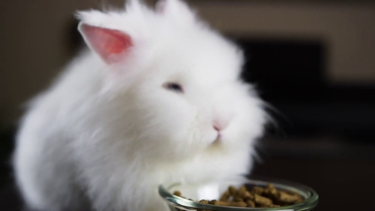 🐰Cute lionhead Rabbit with blue eyes orders different foods !! 🐇 YouTube