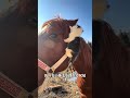 馬も猫を吸うのが大好き。
