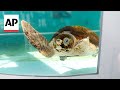 2 injured loggerhead turtles crawl into the Atlantic after rehabbing