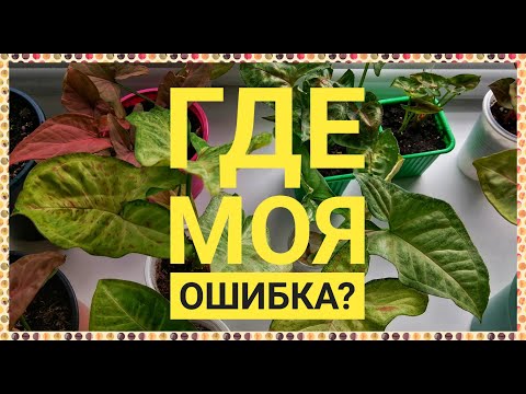 Мои сингониумы. Где ошибка? Не хочется терять этот сингониум. Обзор сортов в сентябре 2021.