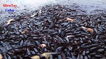 🌞 Ao Cá Trê Phóng Sanh Khổng Lồ Tại Thiền Viện Trúc Lâm An Giang - TT Núi Sập Thoại Sơn An Giang