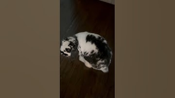 Day 6 of making ugly transitions… cow into bunny #trending #viral #transition #foryou #bunny