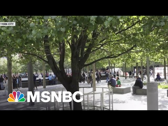 The Inspiring Story of THE SURVIVOR TREE in full bloom at the 9/11 MEMORIAL  in NEW YORK CITY 