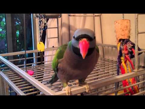 Wideo: Czy papugi derbyjskie mówią?