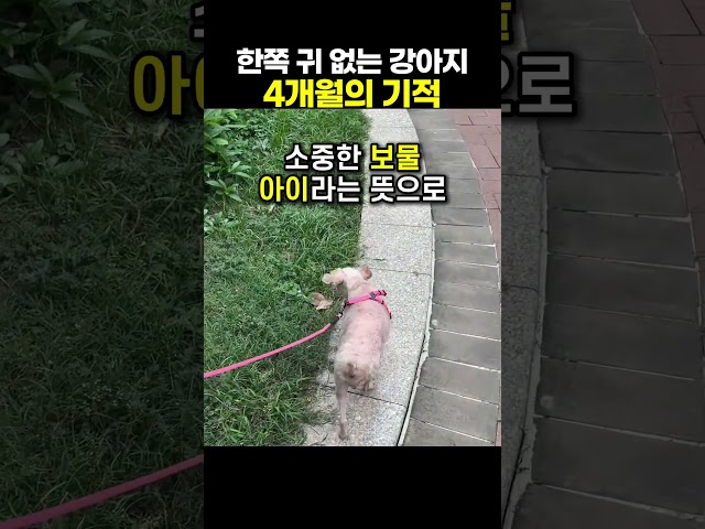 한쪽 귀 없는 강아지가 보여준 4개월의 기적