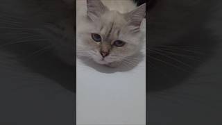 #lila #prenseslila #konusankediler #kedivideoları #cat #catshorts #cute #cutecat #funny #kedi