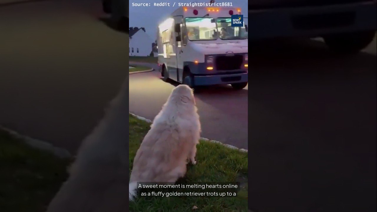 Golden Retriever Orders Ice Cream