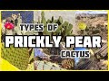 Types of prickly pear cactus