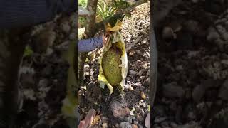 Penjagaan Dan Penuaian Buah Nangka Madu J33