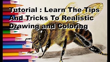 Draw And Color A Realistic Bee Step By Step Instructions Made Easy