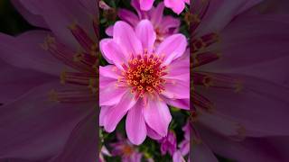 Download Lagu 'Pink Starburst' #dahlia #pinkflowers #gardenscapes #beautifulflower #flowers #gardens #shorts MP3 Download Lagu 'Pink Starburst' #dahlia #pinkflowers #gardenscapes #beautifulflower #flowers #gardens #shorts MP3