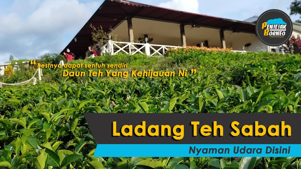 Ladang Teh Sabah Bhg 2 Pemandangan Sekitar Ladang Youtube