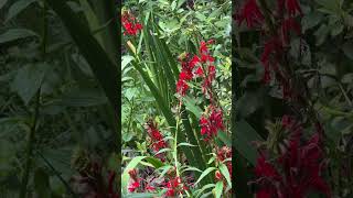 Indigenous plants ￼