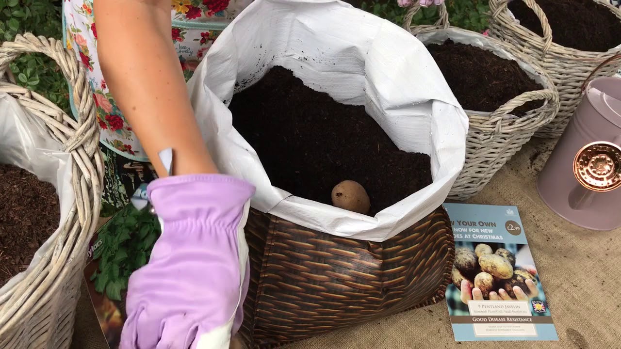 How to plant seed potatoes in summer for Christmas harvest - YouTube