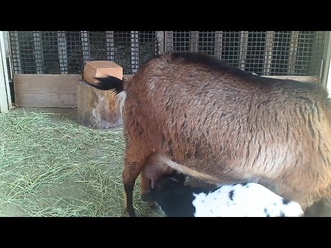 子ヤギおかあさんといっしょ