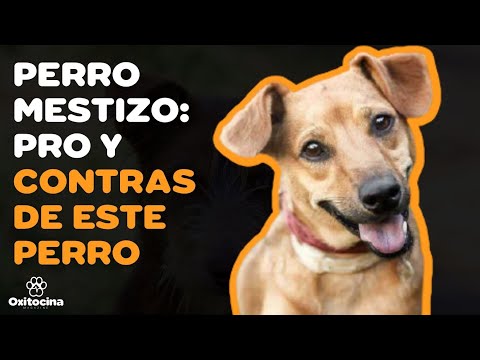 VENTAJAS Y DESVENTAJAS de tener un MESTIZO hqdefault