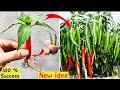 New idea how to grow chili peppers at home grow chilli plantschili peppers100successgarden new