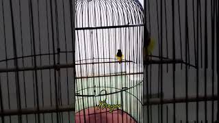 Sogon Mayornembak Materi Belalang Emas Panjang 