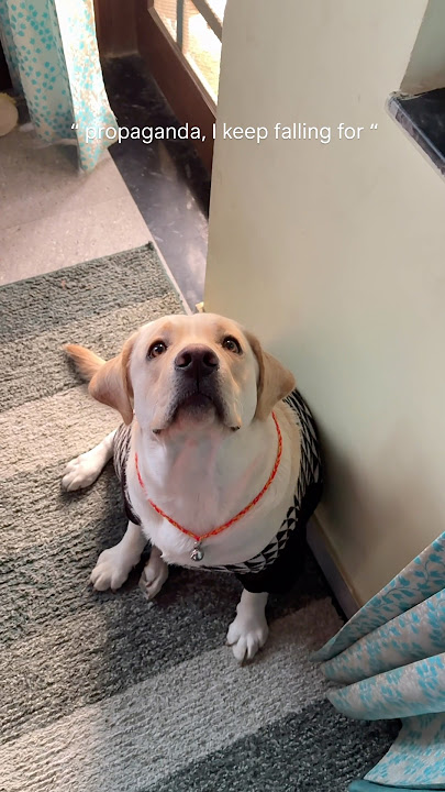 Ense tu lge ki gulaab h🌹🧿🥰cute shiro #cute #shiro #labrador #labrador #puppy #viral #ytshorts