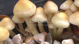 Mushrooms & Lightning  The Shocking Truth