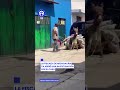 Rescatan a burrito tras caso de maltrato en Michoacán