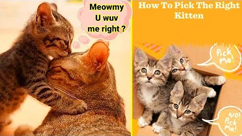 Video 2359421: british shorthair cat coon, bengal cat british shorthair, british shorthair persian cat, maine coon british shorthair, british shorthair kitty cat, ginger british shorthair cat, tom british shorthair cat, british shorthair black cat, funny cat british shorthair, dog british shorthair, baby kitten